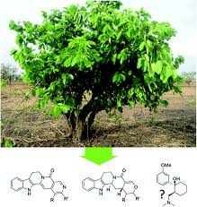 Image result for Sarcocephalus pobeguinii