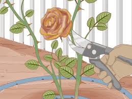 Image result for cuttings of roses
