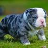 However free english bulldogs are a rarity as rescues usually charge a small adoption fee to cover their expenses ($100 to $200). Https Encrypted Tbn0 Gstatic Com Images Q Tbn And9gcqmyonw2uyxes8fvaqnqcjocogt2pnuer36y2zmsmocq5yrsnue Usqp Cau