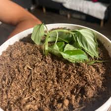 Image result for Impatiens keilii