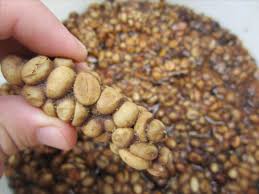 Historically, civets roamed free on coffee plantations, feeding on the coffee cherries at night. How I Made Cat Poop Coffee Kopi Luwak The Best Cup Of Crap Ever Food Hacks Wonderhowto