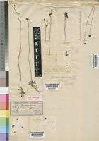 Image result for Genlisea africana