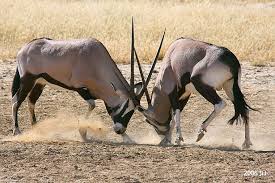 Los organismos de la misma especie compiten por un mismo recurso