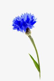 une fleur de bleuet image hd physique bleu belle png et vecteur pour telechargement gratuit peintures simples tutoriel fleurs aquarelle photographie coloriage bateau pirate