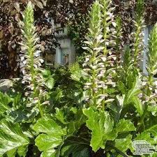 Buy Veronica 'Shirley Blue' (Speedwell) in the UK