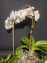 Image result for Aerangis kirkii