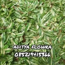 Daftar harga rumput gajah mini terbaru juli 2021. Jual Rumput Gajah Mini Varigata Terbaik Harga Murah August 2021 Cicil 0