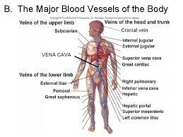 Human blood is red inside the body because of the numerous red blood cells, which contain hemoglobin. Circulation Blood Unit J Circulatory System J 1
