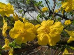 Image result for Rhigozum zambesiacum