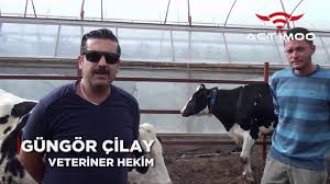 Actimoo Ineklerde Kizginlik Tespit Sistemi Yeni Nesil Pedometre