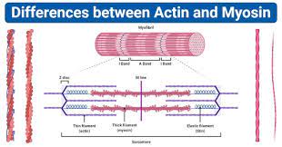 14 Differences Between Actin And Myosin Actin Vs Myosin Chemical Energy Plasma Membrane English Writing Skills