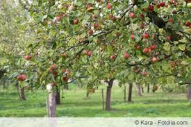 Sollen es starkwachsende apfelbäume für die wiese oder den großen garten. Apfelbaum Pflanzen Wann Welchen Und Wie Gartenlexikon De