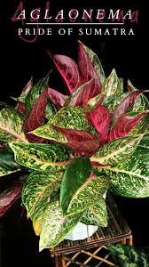 Pin On Plant Of The Week