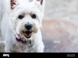 White terrier hi-res stock photography and images
