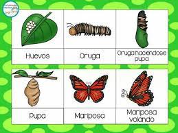 Pin En Primaria