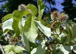 Image result for Combretum