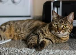 Cats can eat basil with no problem. Genius Ways To Keep Your Cat Off The Kitchen Counter Petmd