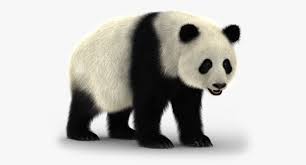 Giant Panda Rigged Bear Fur 3d Model Panda Bear Giant Panda Bear Pictures