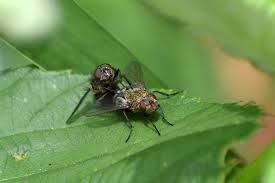 Image result for x Ruttyruspolia 'Phyllis van Heerden'