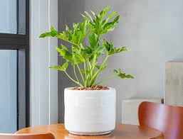 Image result for Dipcadi platyphyllum