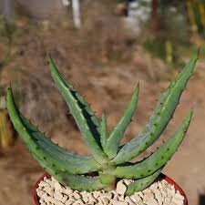 Image result for Aloe marlothii