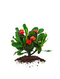 Turpin dictionnaire des sciences stipple engravings sale. Rare Unique Tropical Plants For Sale Turn It Tropical