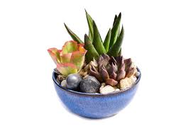 Enjoy succulent delivery with the succulent garden is a lovely and adaptable arrangement. Succulent Dish Gardens For Sale Succulent Dish Garden Gifts