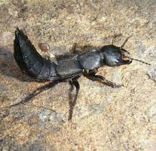 It gives potential predators, as well as humans, fair warning. Otocit Se Film T Devils Coach Horse Beetle Uk Vlast Centimetr Poskozene