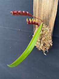 Image result for Bulbophyllum falcatum