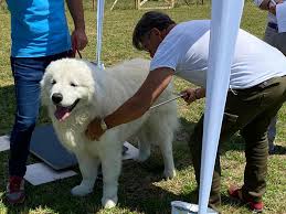 Nome originale cane da pastore bergamasco origine italia: Cpma Circolo Del Pastore Maremmano Abruzzese Startseite Facebook