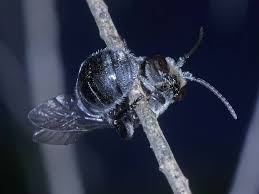 Image result for Lipotriche