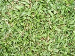 Ketika tanah dalam keadaan becek, ambillah benih rumput gajah mini lantas tempelkan di atasnya. Jenis Rumput Untuk Laman Landscap Rumah Anda Jual Dan Pasang Lantai Kayu Vinyl Pvc Spc Flooring