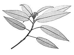 Image result for Croton gratissimus