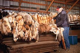 The Fur Trade The Journey From Trap To Market Outdoor Life