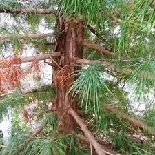Evergreen Tree Identification Ask An Expert