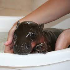 Baby bath — understand the basics, from testing water temperature to bathing your baby too much can dry out his or her skin. Pin By Shannon Detoni On Too Much Baby Hippo Cute Baby Animals Cute Animals