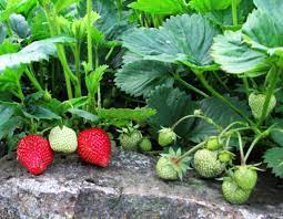 Also, avoid planting strawberries in areas where peppers, tomatoes, potatoes, eggplant, or okra, have been grown recently, as these harbor the verticillium wilt pathogen. How To Grow Strawberries In Containers And Hanging Baskets Dengarden