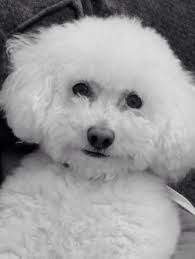 Black Bichon Frise Puppy For Sale What A Cute Face Of This Bichon Bichon Dog Bichon Frise Dogs Cute Dogs