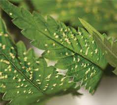 We did not find results for: Arbico Organics Gardening Supplies And Biological Pest Control Products