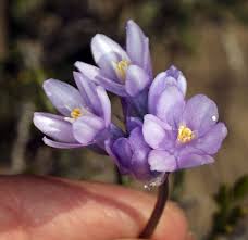 Image result for Dicoma capensis