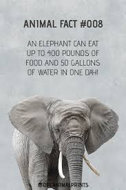 Some interesting facts about animals in winter: Follow Us For More Interesting Fun Facts About Elephants And Other Animals Every Day Elephant Facts Fun Facts About Animals Fun Facts About Elephants
