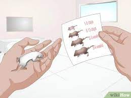 3 Ways To Save A Baby Wild Mouse Wikihow