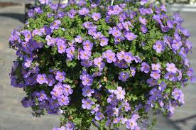 Image result for Sutera debilis