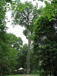 60 gatunków drzew i krzewów pochodzących z obszarów umiarkowanego klimatu półkuli północnej. Jesion Wyniosly Fraxinus Excelsior Ang European Ash