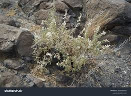 Image result for Aerva javanica