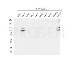 Image result for White 1997 AAV