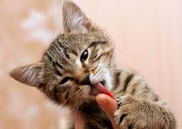 So, why do cats lick you? Why Do Cats Lick People