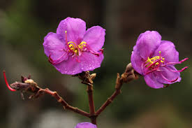 Image result for Dissotis multiflora