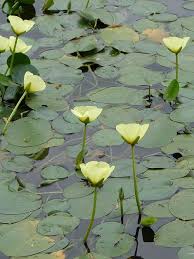 Image result for Limnocharitaceae