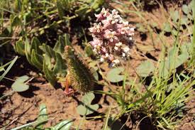 Image result for Asclepias adscendens